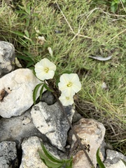 Distimake quinquefolius