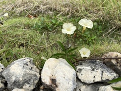 Distimake quinquefolius