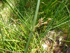 Juncus pauciflorus