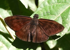 Anastrus sempiternus