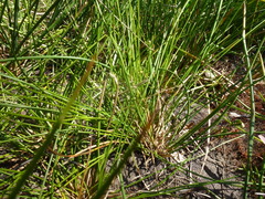 Juncus pauciflorus