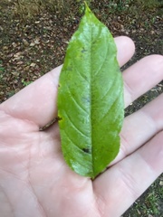 Rhamnus lanceolata