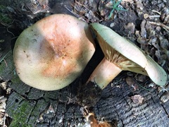 Lactarius deliciosus areolatus