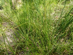 Juncus pauciflorus