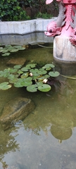 Nymphaea