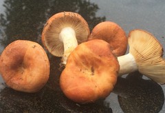 Lactarius olympianus