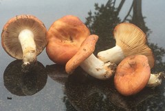Lactarius olympianus