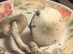 Lepiota erminea