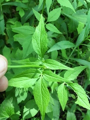 Valeriana pauciflora