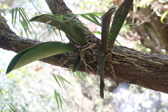 Trichocentrum natalieae