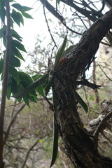 Trichocentrum natalieae