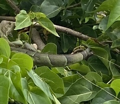 Iguana iguana