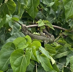 Iguana iguana