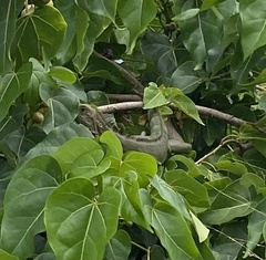 Iguana iguana