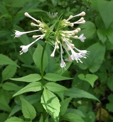 Valeriana pauciflora