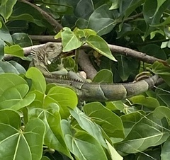 Iguana iguana