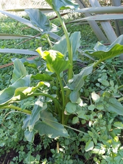 Zantedeschia aethiopica