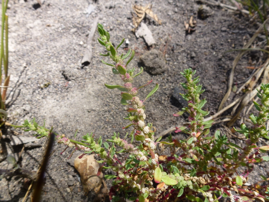 Dysphania glomulifera