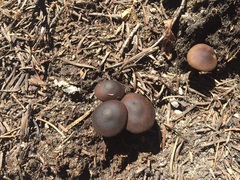 Melanoleuca angelesiana