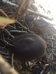 Melanoleuca angelesiana