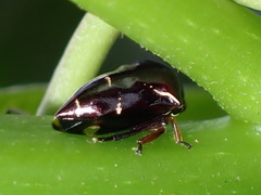 Harmonides