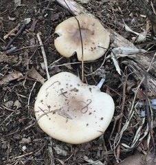 Melanoleuca strictipes