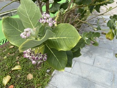 Calotropis procera