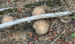 Melanoleuca strictipes