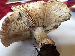 Melanoleuca strictipes