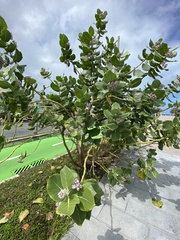Calotropis procera