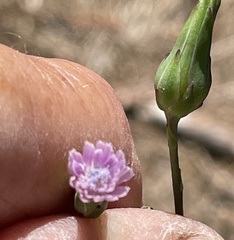 Lactuca graminifolia