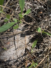 Lactuca graminifolia