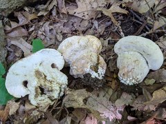 Hypomyces melanocarpus