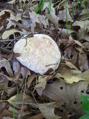 Hypomyces melanocarpus