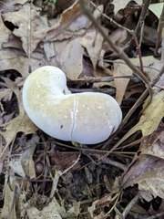 Hypomyces melanocarpus