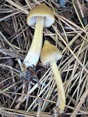 Entoloma holoconiotum