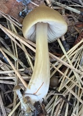 Entoloma holoconiotum