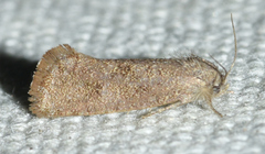 Acrolophus heppneri