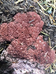 Ramaria rubripermanens