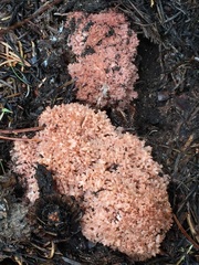 Ramaria rubripermanens