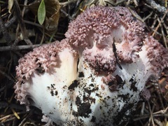 Ramaria rubripermanens