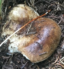 Russula adusta