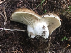 Russula adusta