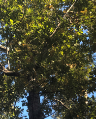 Carya myristiciformis