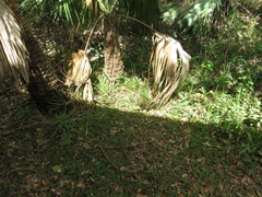 Coluber constrictor paludicola