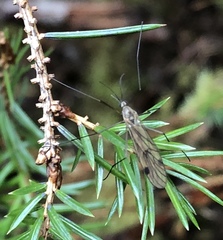 Cramptonomyia spenceri