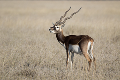 Blackbuck photo 4