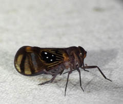 Pintalia constellaris