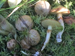 Suillus flavidus