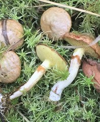 Suillus flavidus